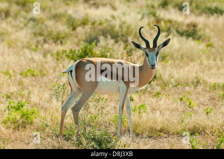 Springbok mâle dans le parc national d'Etosha, Namibie Banque D'Images