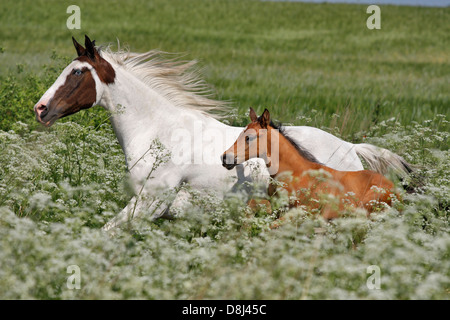 Paint horse et poulain Banque D'Images