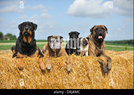 5 chiens Banque D'Images