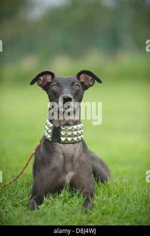 couché de Whippet Banque D'Images