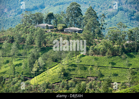 Les belles plantations de thé de Munnar, une station de colline dans la région de Kerala, Inde Banque D'Images