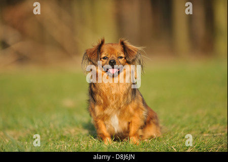 Assis Tibet Spaniel Banque D'Images