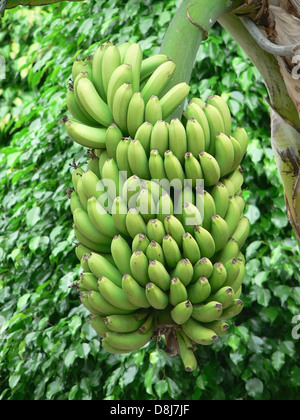 Un bananier vert avec de grandes feuilles larges et des grappes de bananes non mûres suspendues à la tige. Cet arbre prospère dans les climats tropicaux et est souvent vu dans les environnements agricoles et forestiers tropicaux. Banque D'Images