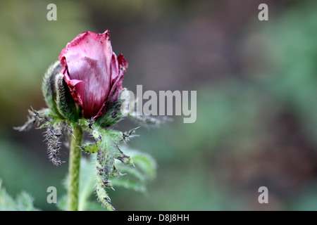 Rose pourpre simple coquelicot papaver bud dans les premières étapes de l'ouverture de feuillage vert. Fond pâle. Banque D'Images