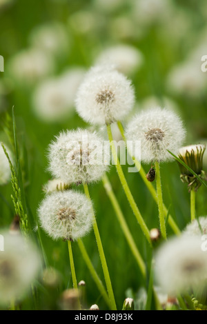 Beaux pissenlits au printemps meadow Banque D'Images