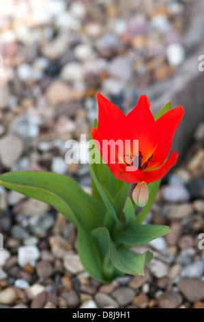 TULIPA PRAESTANS VAN TUBERGENS VARIÉTÉ Banque D'Images