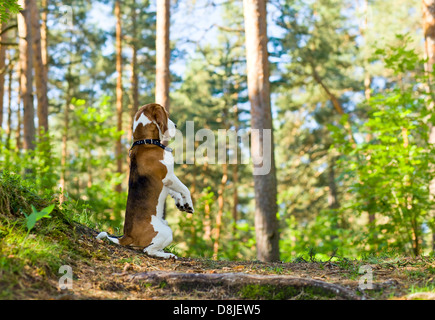 Le beagle dans les recherches sur Jeu en bois Banque D'Images