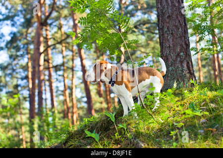 Le beagle dans les recherches sur Jeu en bois Banque D'Images