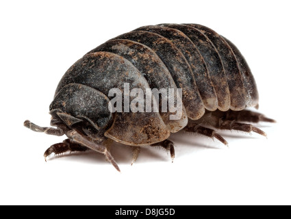 Comprimé commun cloporte ou comp- Bug - Armadillidium vulgare - sur un fond blanc Banque D'Images