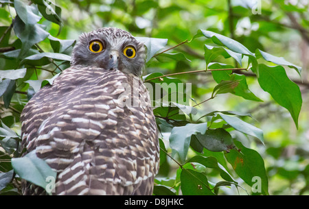 Owl Ninox strenua, puissant, se percher dans un arbre, Royal National Park, Australie Banque D'Images