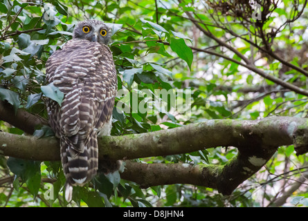 Owl Ninox strenua, puissant, se percher dans un arbre, Royal National Park, Australie Banque D'Images