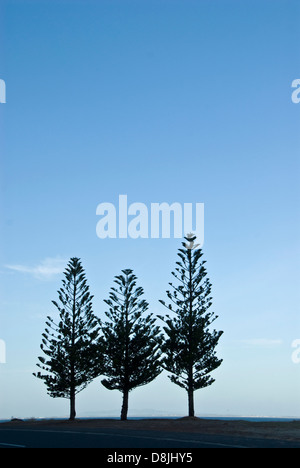 Trois grands arbres silhouetted against sky Banque D'Images