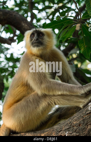 Face noire, singe langur gris assis sur un arbre à Rishikesh, Inde Banque D'Images