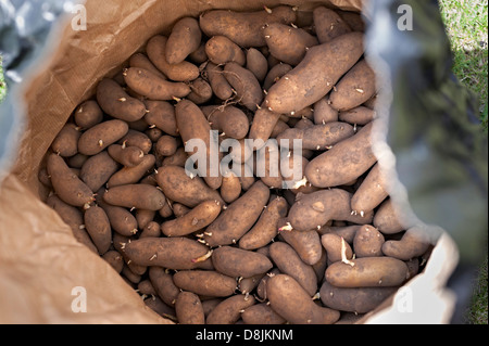 La germination des pommes de terre dans un sac en papier dans un abri de jardin Banque D'Images