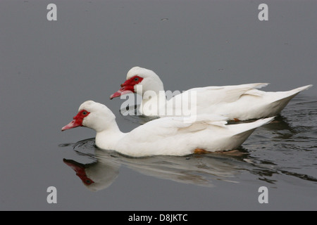 Paire de canards de Barbarie (Cairina moschata) Banque D'Images