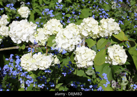 Boule de neige Viburnum plicatum japonais Fleurs Banque D'Images