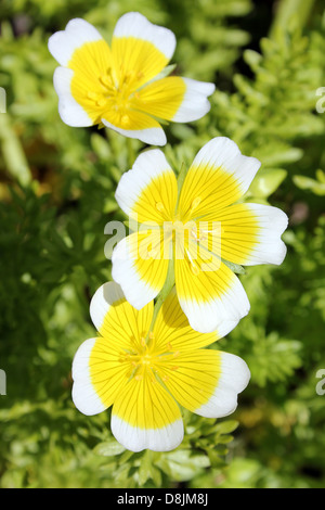 Limnanthes douglasii Plantes oeufs pochés Banque D'Images