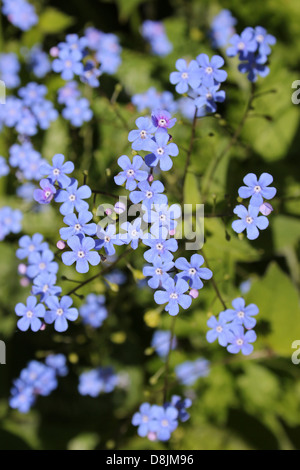 Forget-me-not Myosotis sp. Banque D'Images