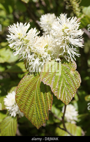 American Wych Hazel Fothergilla major Banque D'Images