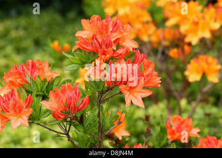 Rhododendron rouge et jaune au printemps Banque D'Images