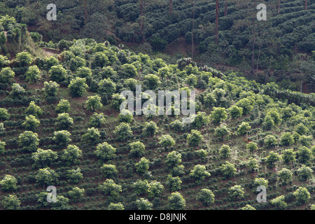 Les plantations de café, Valle Central, Highlands, Costa Rica Banque D'Images