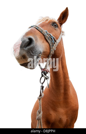 Portrait cheval isolé sur fond blanc Banque D'Images