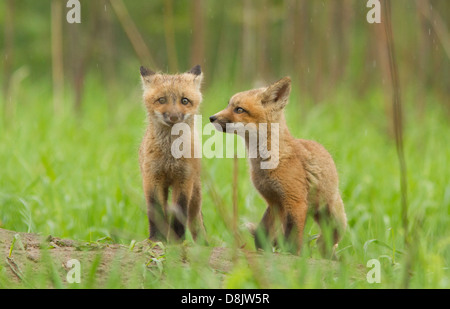 Red Fox (Vulpes vulpes) dans les mauvais jours. Banque D'Images