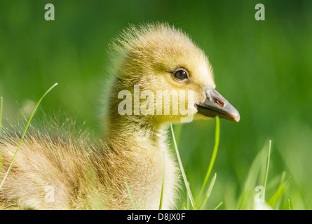 Canada goose bébé portrait Banque D'Images