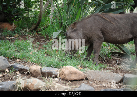 Un phacochère fourrages dans Thanda Game Reserve, Afrique du Sud. Banque D'Images