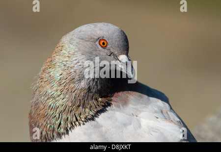 Pigeon biset (Columba livia) Portrait Banque D'Images