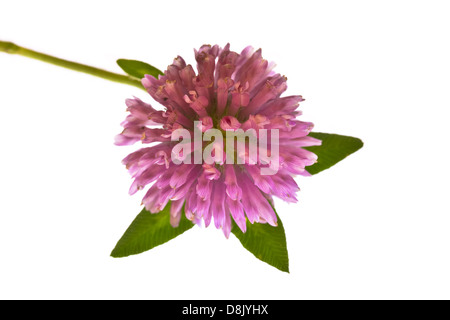 Fleur de trèfle sur fond blanc Banque D'Images