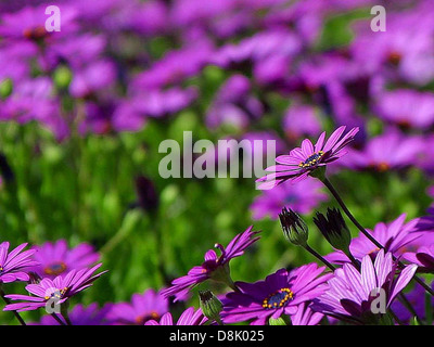 Cette image présente un groupe de marguerites violettes en pleine floraison. Les fleurs vibrantes se distinguent sur le fond vert, soulignant leurs pétales délicats et leur beauté naturelle. Banque D'Images