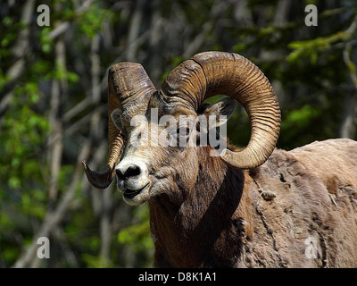 Le mouflon des montagnes. Banque D'Images