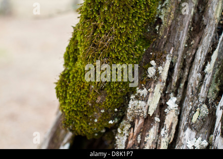 Un tronc d'arbre d'olive pleine de mousse. Alentejo, Portugal. Banque D'Images