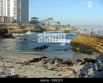 Un groupe de phoques repose sur le sable à la Jolla Cove, se prélassant au soleil. Ces mammifères marins sont couramment trouvés sur les plages côtières et sont une attraction populaire dans la région. Banque D'Images