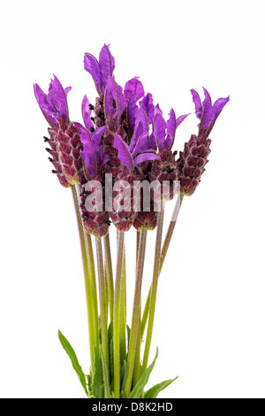 Fleurs Lavande à violet sur fond blanc, Lavandula stoechas Banque D'Images