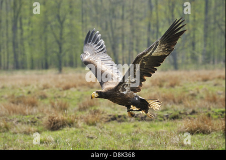 L'aigle de mer de Steller Banque D'Images