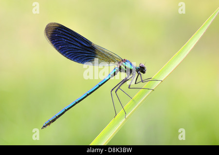 Belle demoiselle Banque D'Images