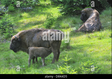 Bison d’Europe Banque D'Images