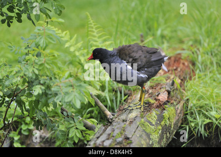 Gallinule poule d’eau Banque D'Images