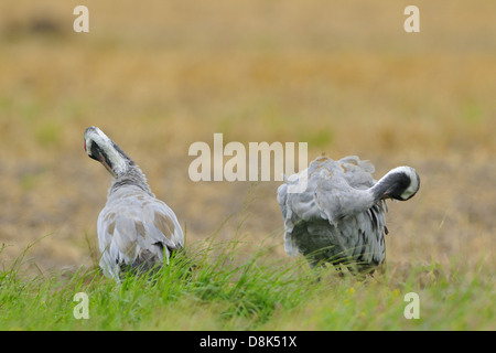 Grue cendrée Banque D'Images