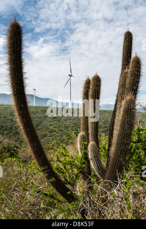 Éoliennes à Monte Redondo d'éoliennes. Région de Coquimbo, Chili. Banque D'Images