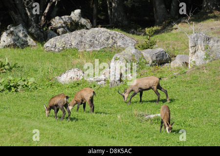 Chamois Banque D'Images