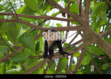 Singe capucin à face blanche, Cebus capucinus, parc national de Corcovado, Costa Rica Banque D'Images