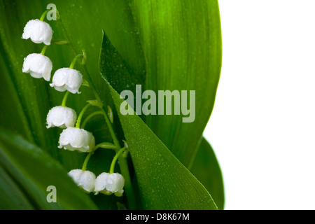 Lis de la vallée avec les gouttes d'eau isolé sur fond blanc. Convallaria majalis Banque D'Images