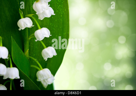 Lis de la vallée des fleurs avec des gouttes d'eau sur fond vert. Convallaria majalis Banque D'Images