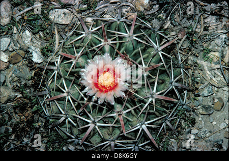 Gros plan de la fleur blanche et rouge du cactus hérisson (Pediocactus simpsonii). Cette espèce de cactus, originaire des environnements arides, produit des fleurs vibrantes et complexes qui contrastent magnifiquement avec son corps vert épineux. Banque D'Images