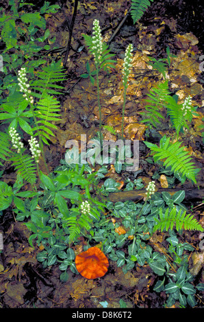 L'image représente de petites fleurs d'orchidée blanches poussant sur des tiges qui émergent de feuilles basales. Les orchidées sont connues pour leurs structures complexes et sont populaires en horticulture. Banque D'Images