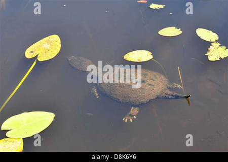 Tortue serpentine natation macrochelys temminckii. Banque D'Images