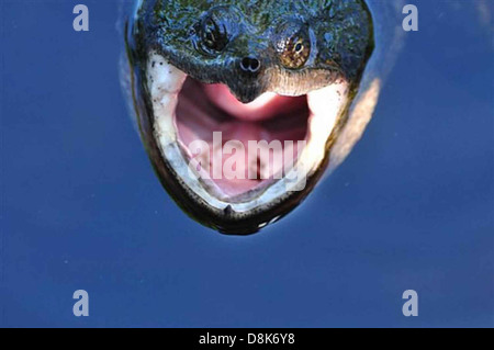 Tortue serpentine à pleine bouche macrochelys temminckii. Banque D'Images